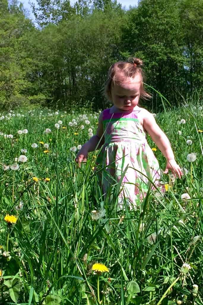 Dandelion benefits us and pollinators. Kids love them!