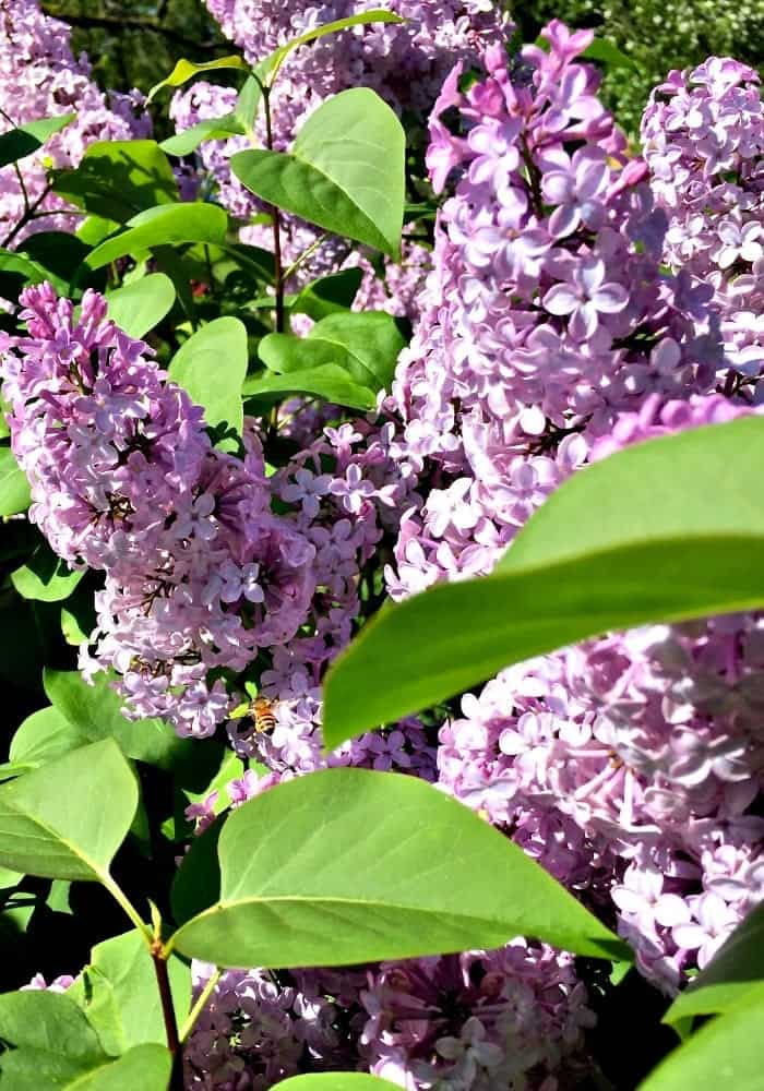 lilac-Spring Flowering Bushes You'll Love