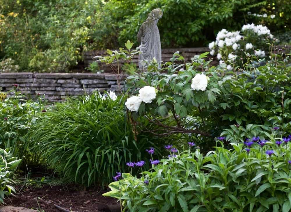 Spring Flowering Bushes You'll Love