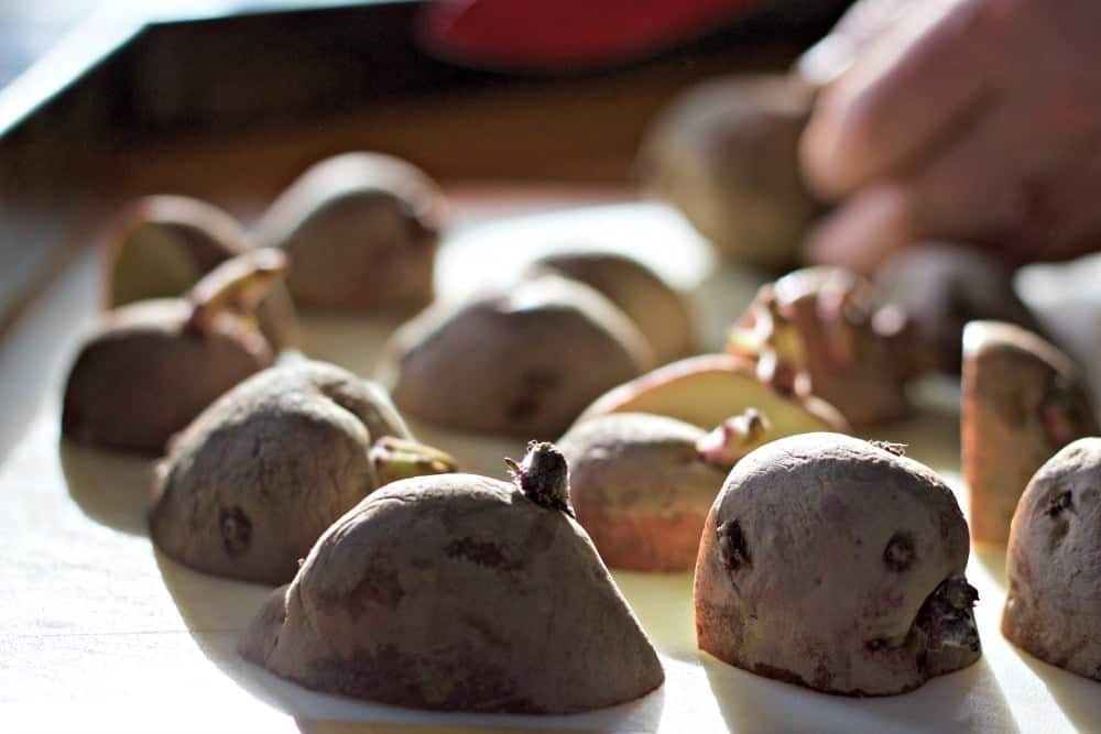 Preparing potatoes for planting