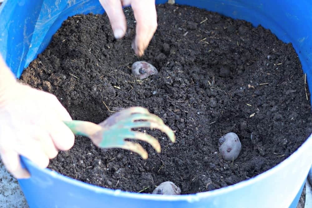 Easy DIY potato barrels