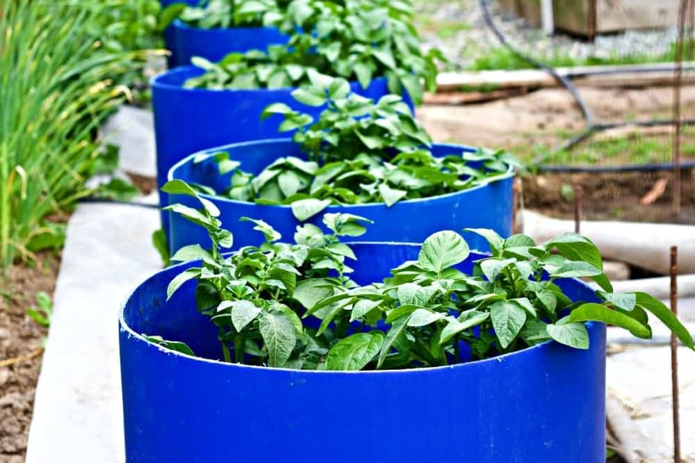Easy DIY Potato Barrels