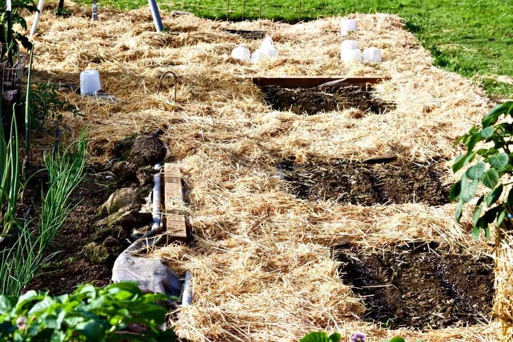 Lasagna gardening