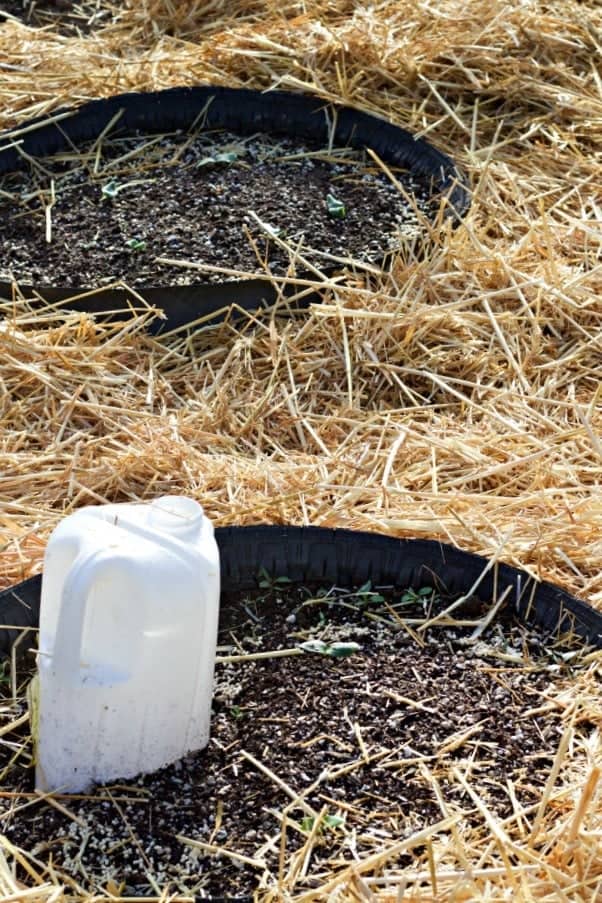 Lasagna Gardening no till method on the cheap! Save Garden labor and water while improving the soil! https://homemadefoodjunkie.1wp.site https://homemadefoodjunkie.1wp.site