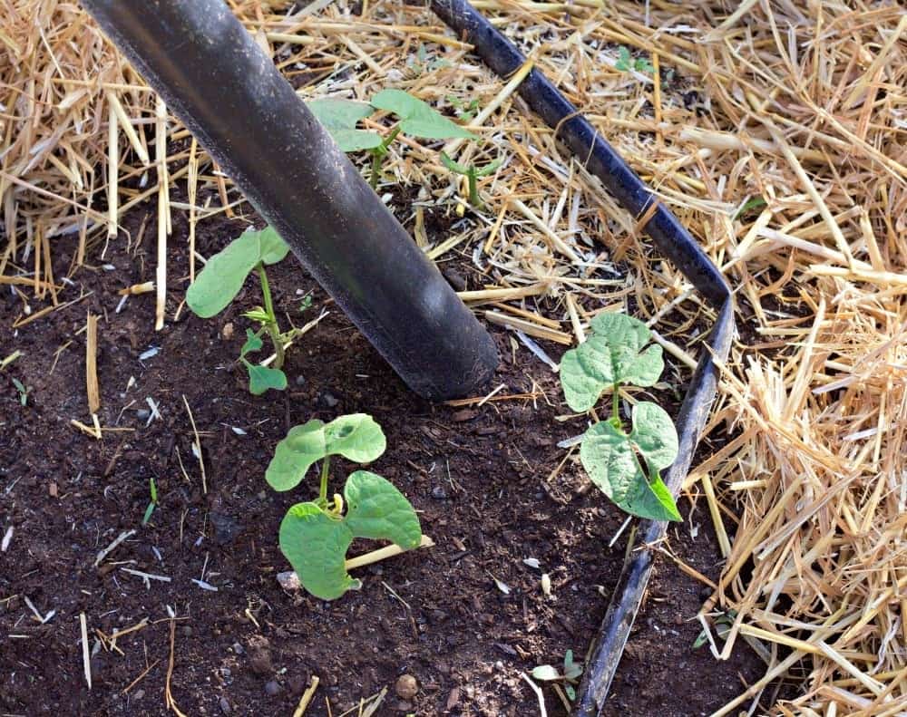 Lasagna Gardening no till methodLasagna Garden Method: Save Garden labor and water while improving the soil! https://homemadefoodjunkie.1wp.site