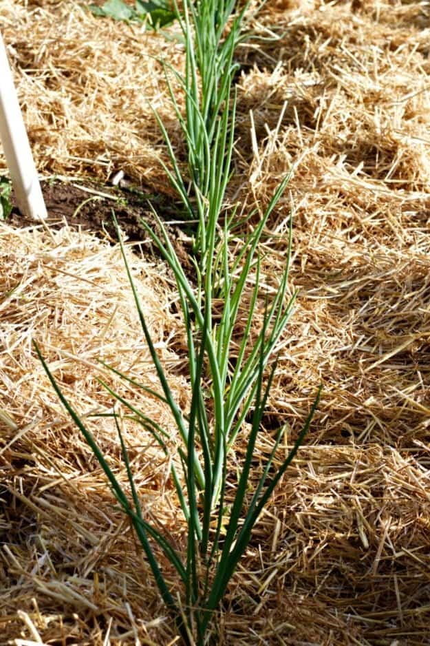 Lasagna Gardening no till methodLasagna Garden Method: Save Garden labor and water while improving the soil! https://homemadefoodjunkie.1wp.site