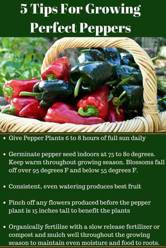 5 Tips For Growing Perfect Peppers will get you off to a great start for a fantastic pepper harvest. Read the full post for more tips and tricks at https://homemadefoodjunkie.1wp.site