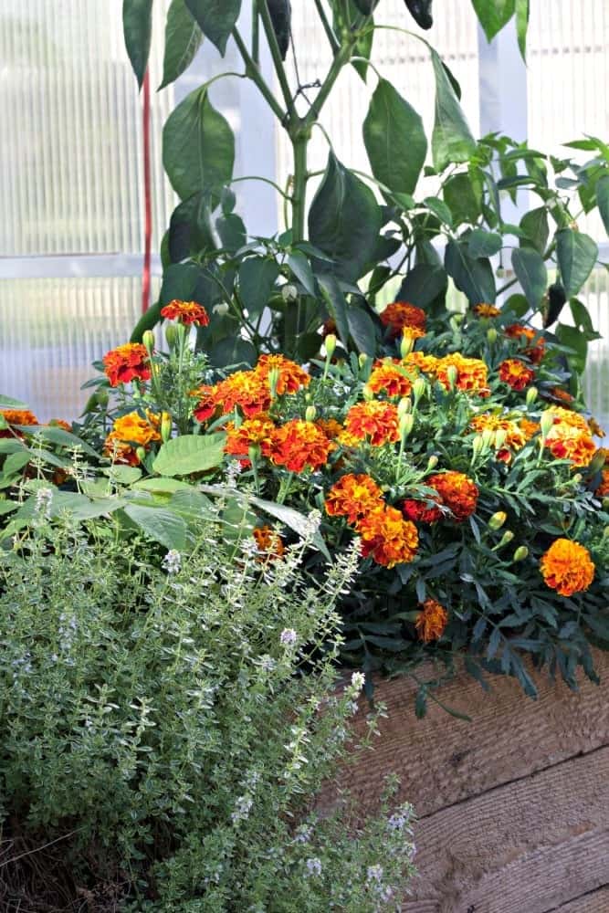 2016 Summer Garden Tour