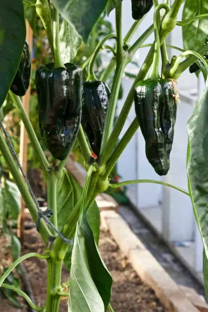 2016 summer Garden Tour