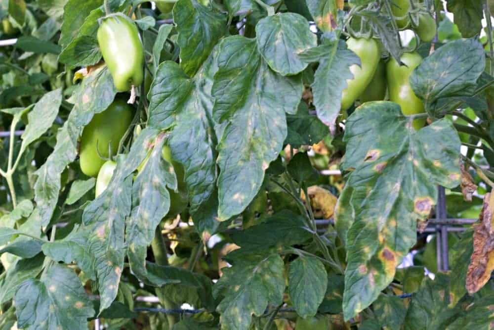2016 Garden Tour