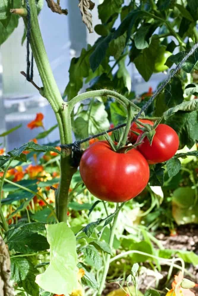 2016 Summer Garden tour