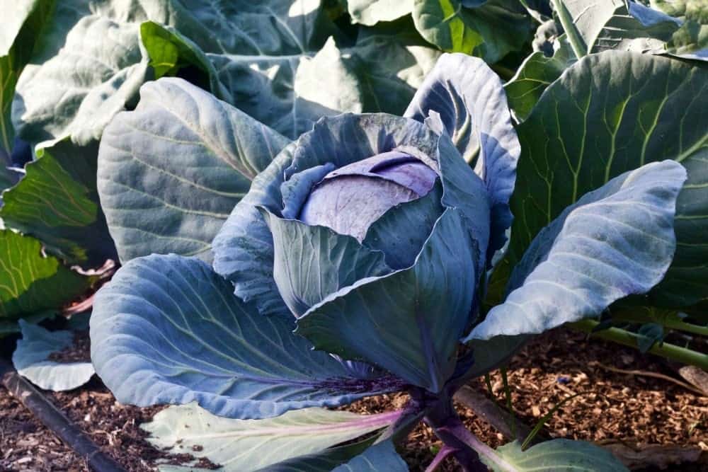 2016 Summer Garden tour
