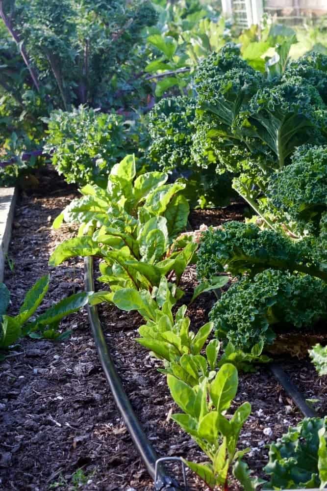 2016 Summer Garden tour