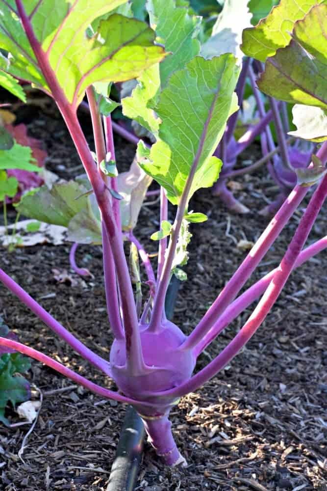 2016 Summer Garden tour