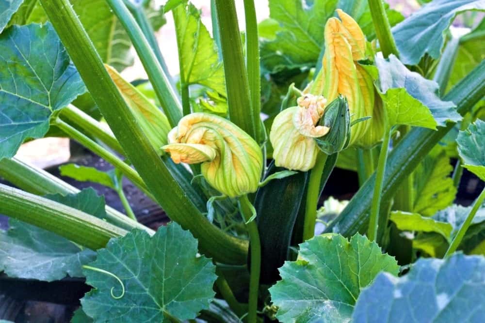 Delicious Garden Harvest Pie uses Zucchini and tomatoes.