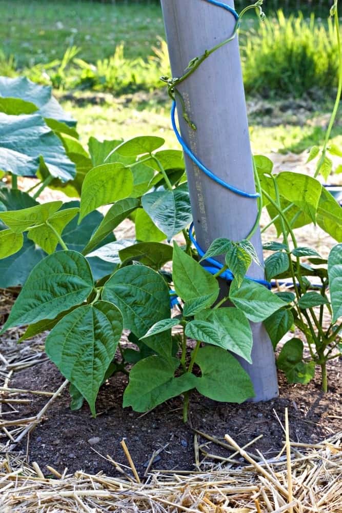 2016 Summer Garden tour