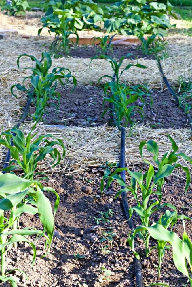 2016 Summer Garden tour
