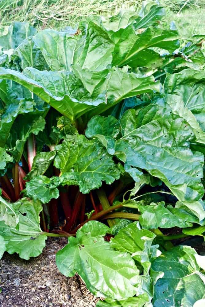 2016 Summer Garden tour