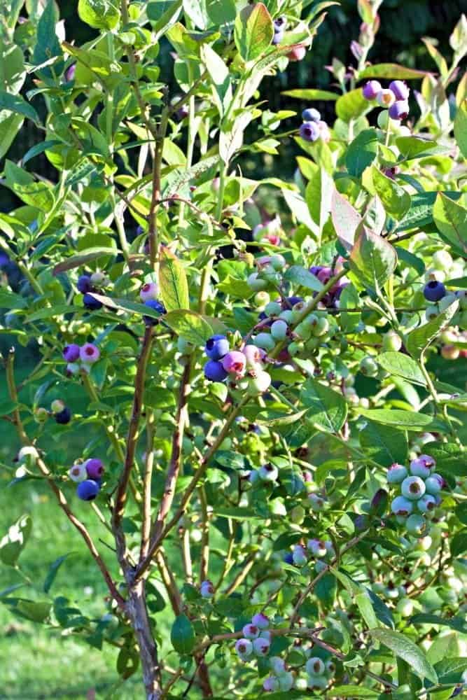 2016 Summer Garden tour