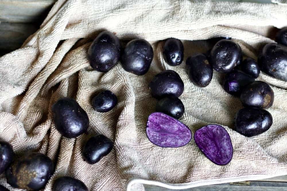 purple potatoes. How to grow potatoes in potato towers