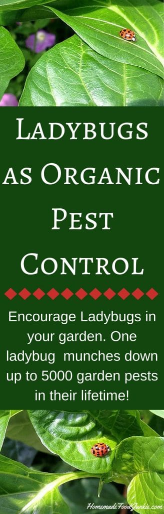 Ladybugs as Organic Pest Control 
