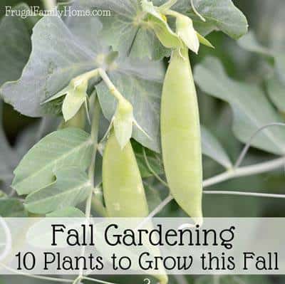 Frugal Family home tuesday in the Garden