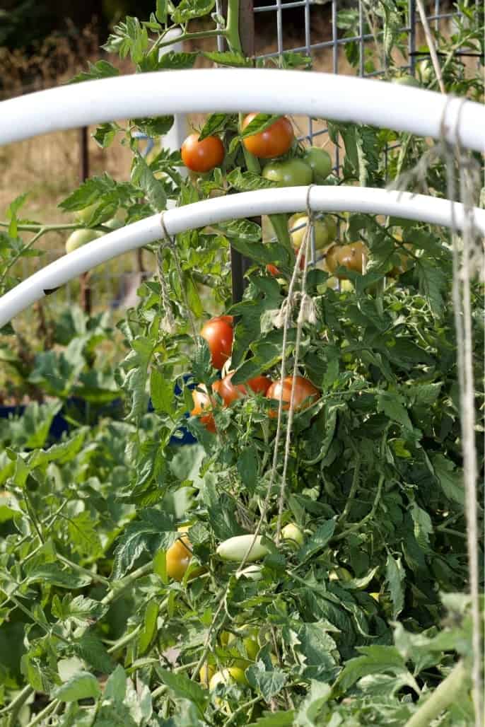 Garden Tomatoes on a trellis