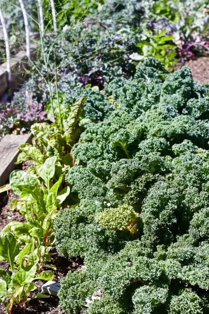 Fall Garden Chores