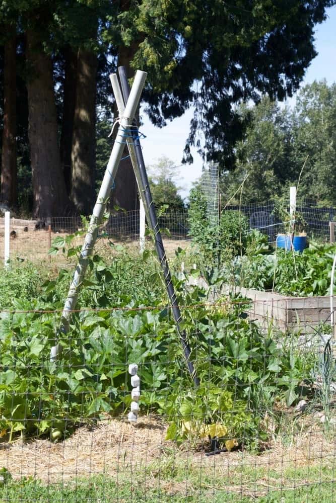 Fall Garden Chores