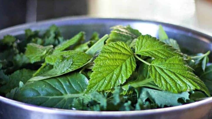 Fresh Nettle Juice