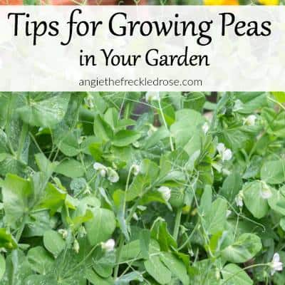 Growing Peas
