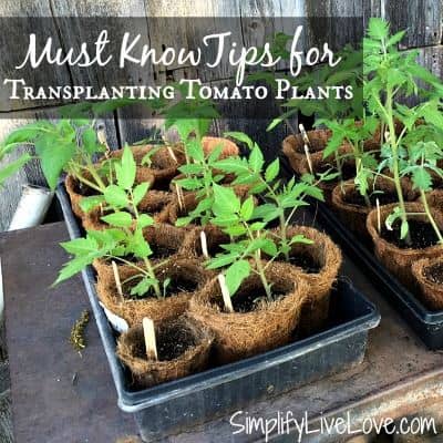 transplanting tomatoes