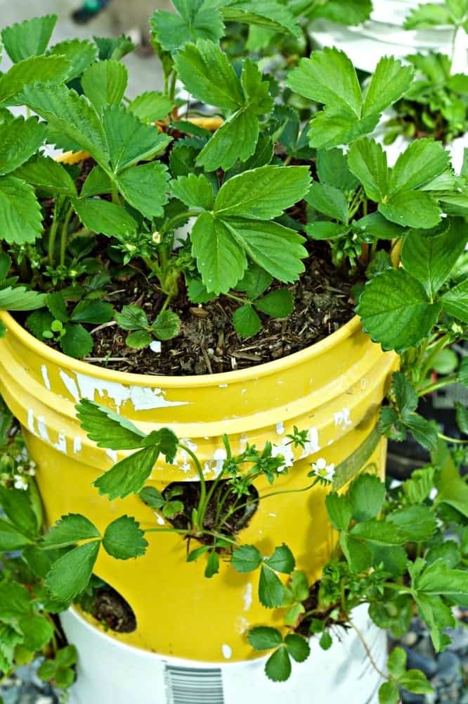 DIY Strawberry towers