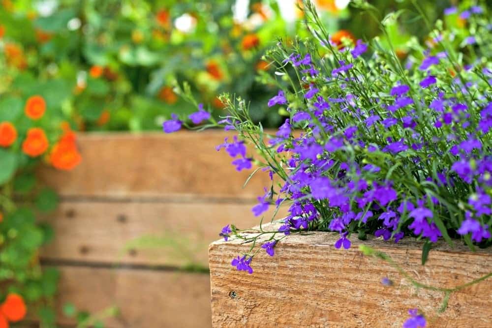 five tips for Pollinator Garden Success