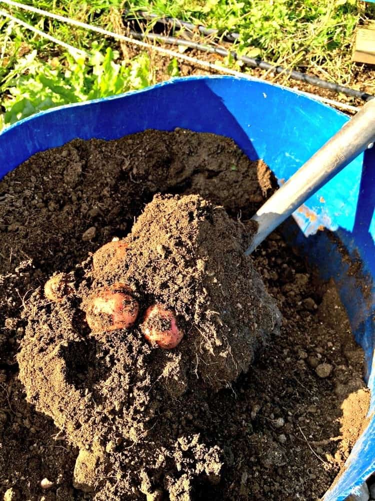 Easy DIY Potato Barrels