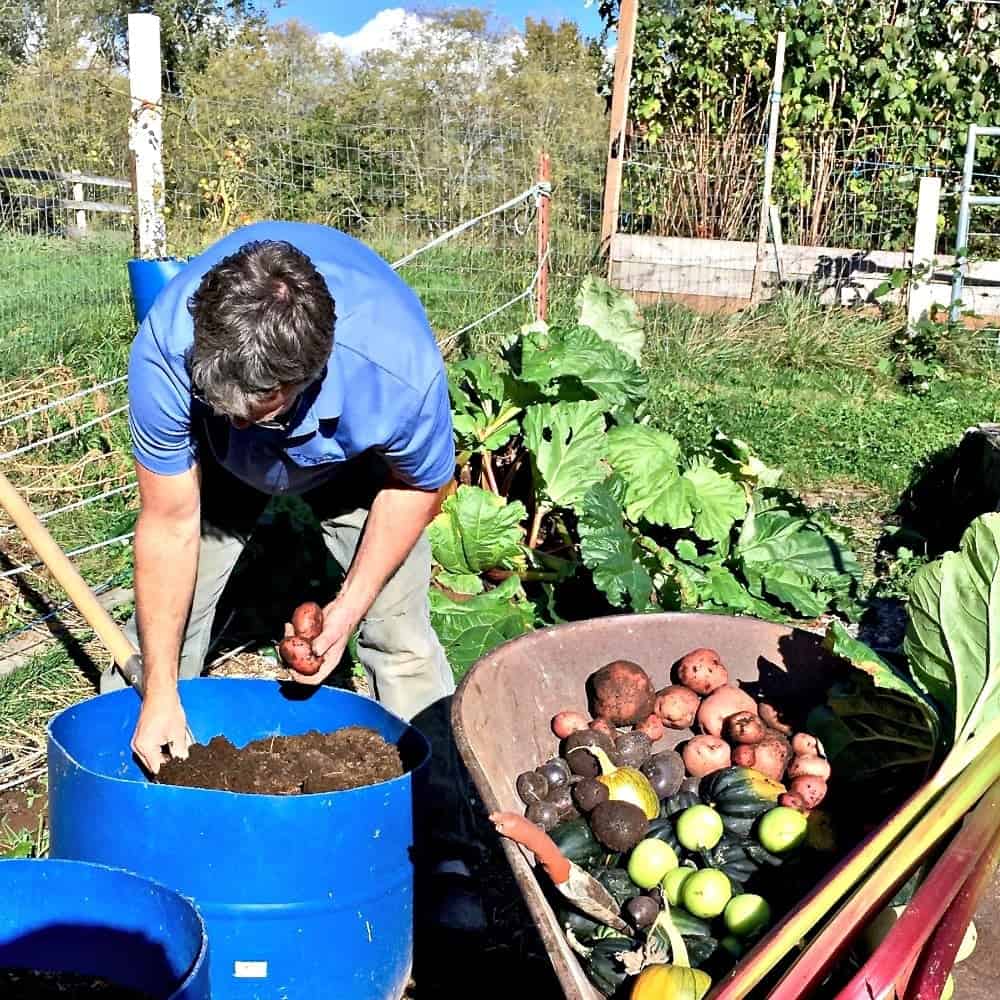 Easy DIY Potato Barrels