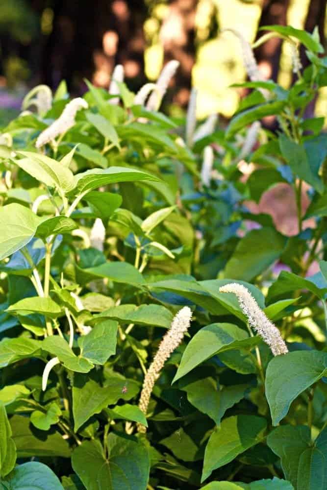 Lizard tail is found in marshes and popular in backyard ponds