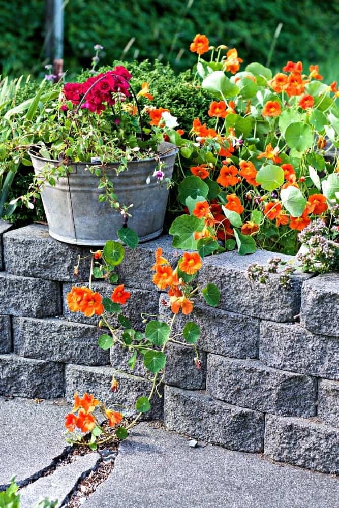 five tips for Pollinator Garden Success