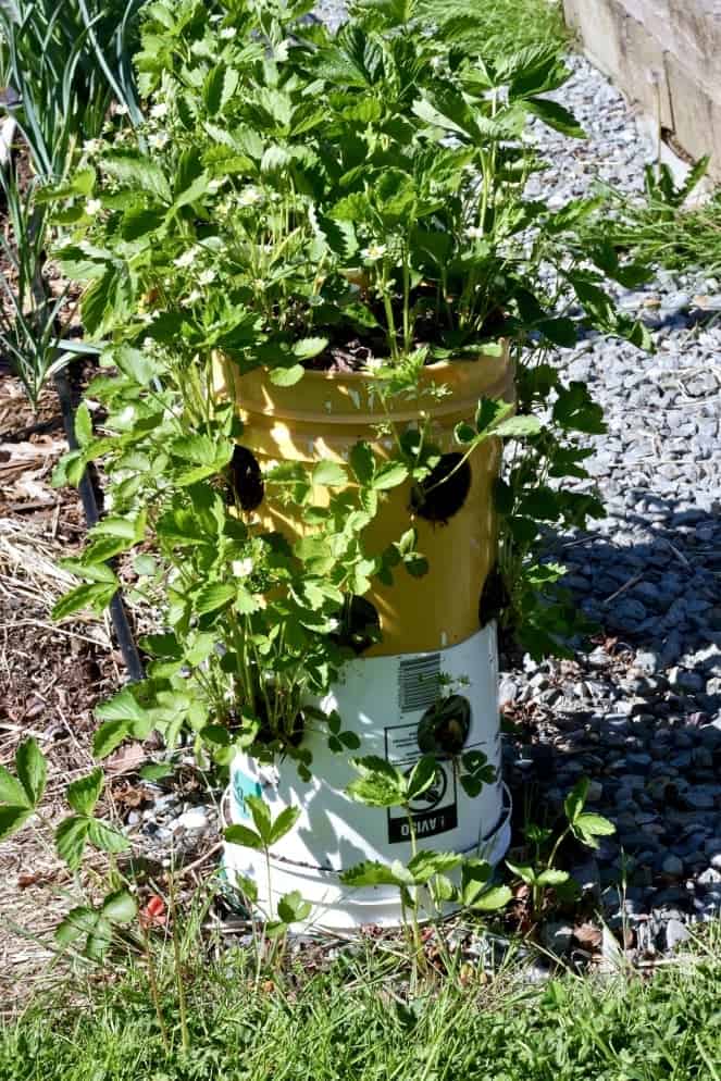 Our first strawberry towers