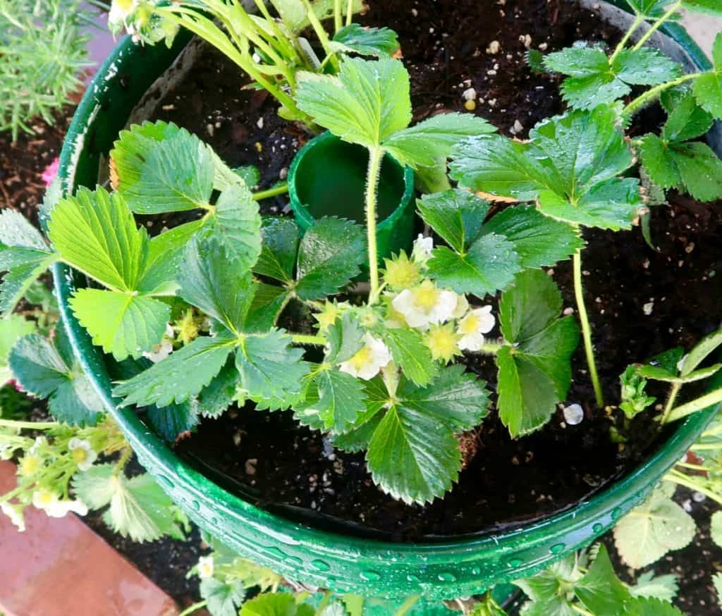 Top view of strawberry towers with center pipe.
