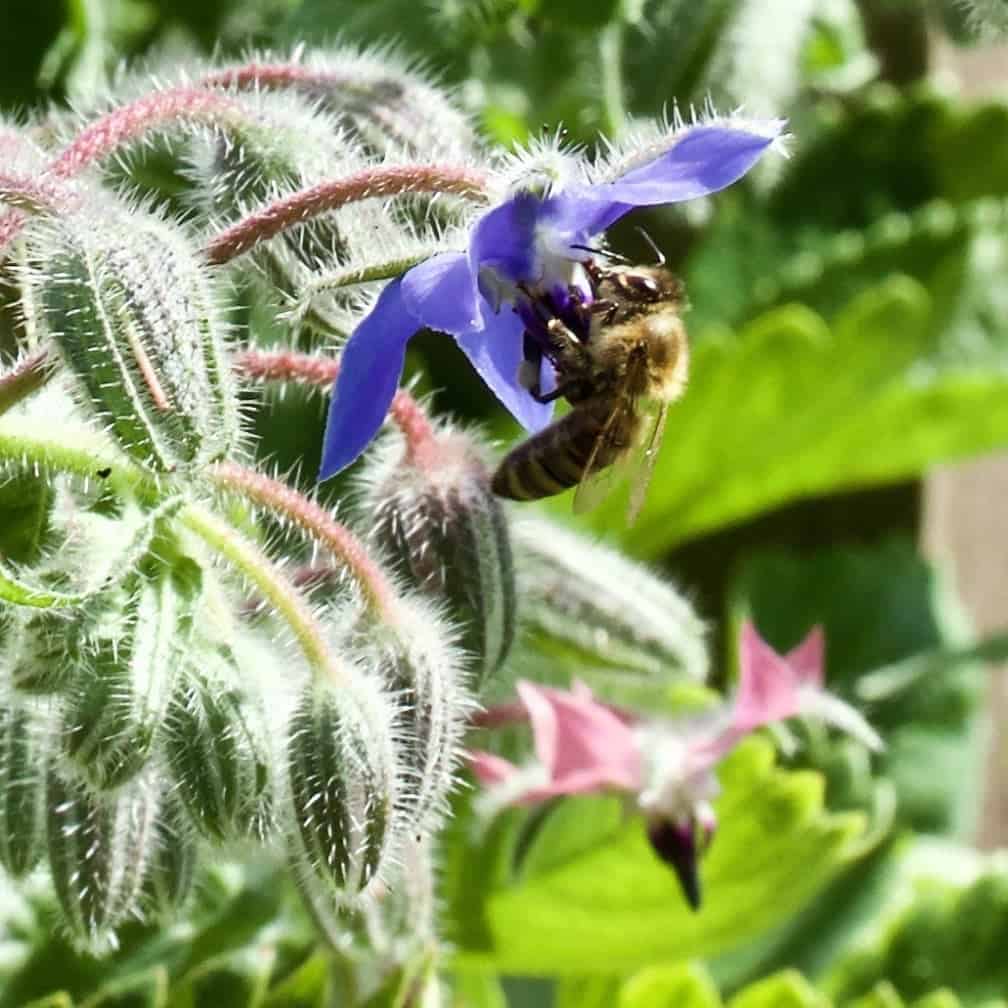 Bee in Borage