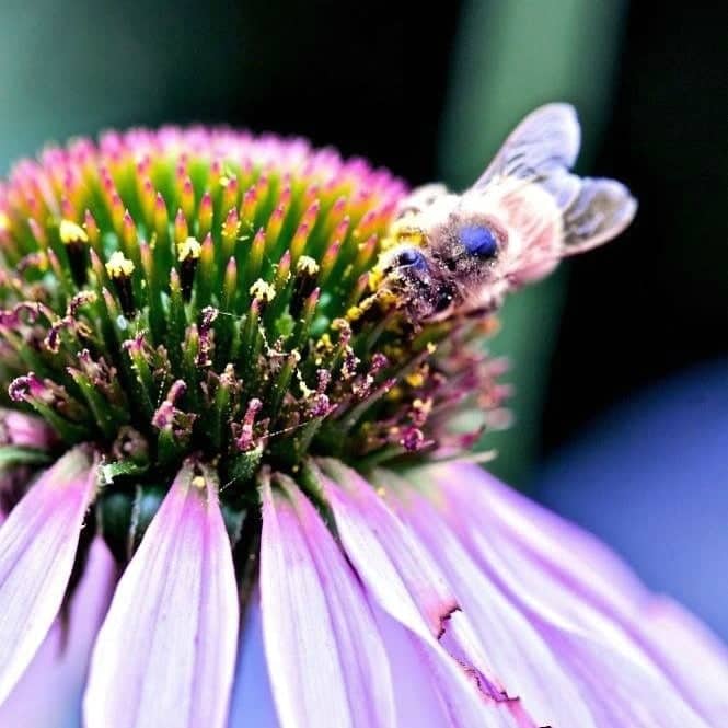 Bee on Cone Flower