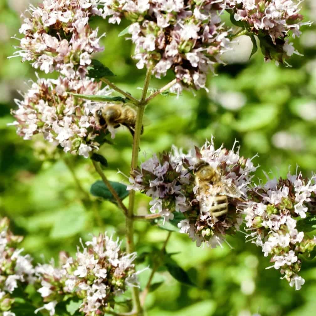 Bees in Oregano