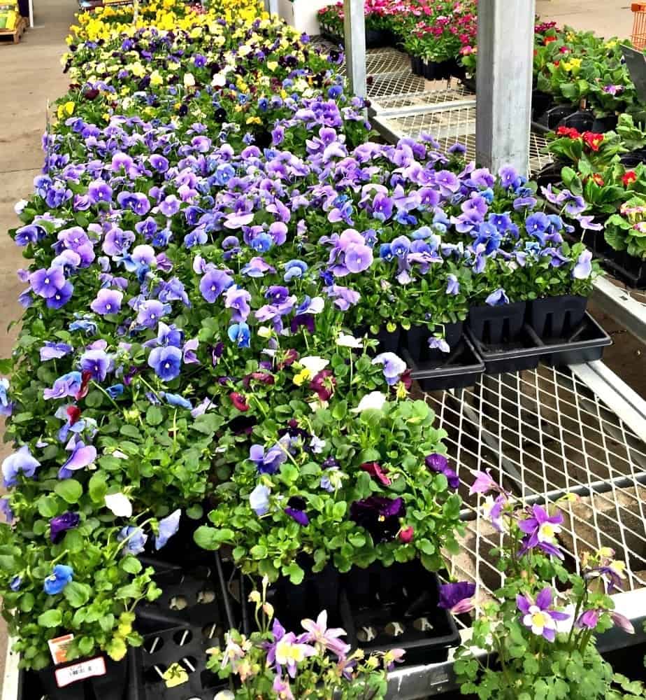 Annuals for Container Gardening