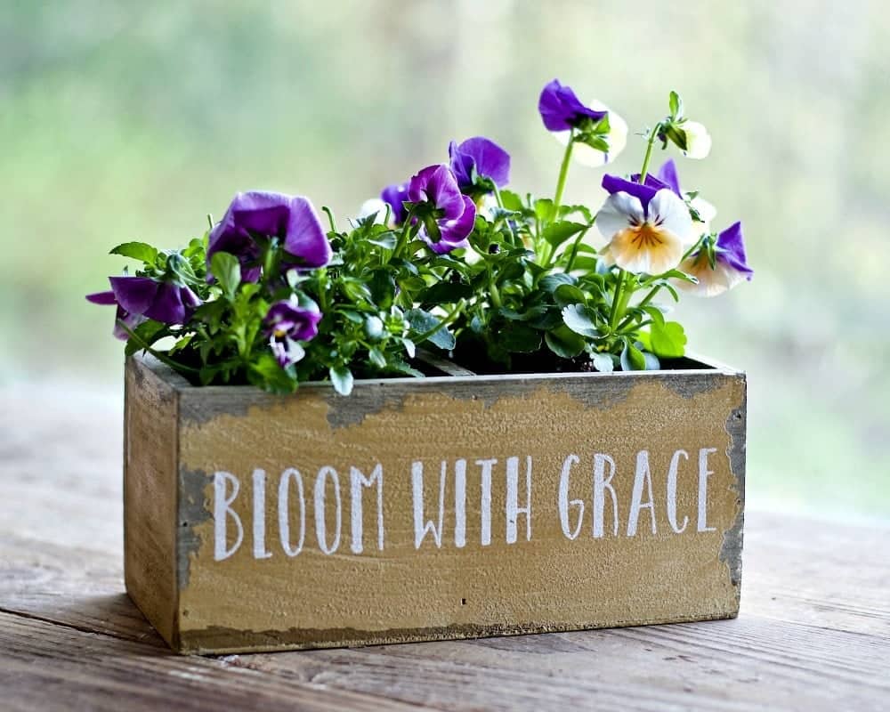 Container Gardening pansies