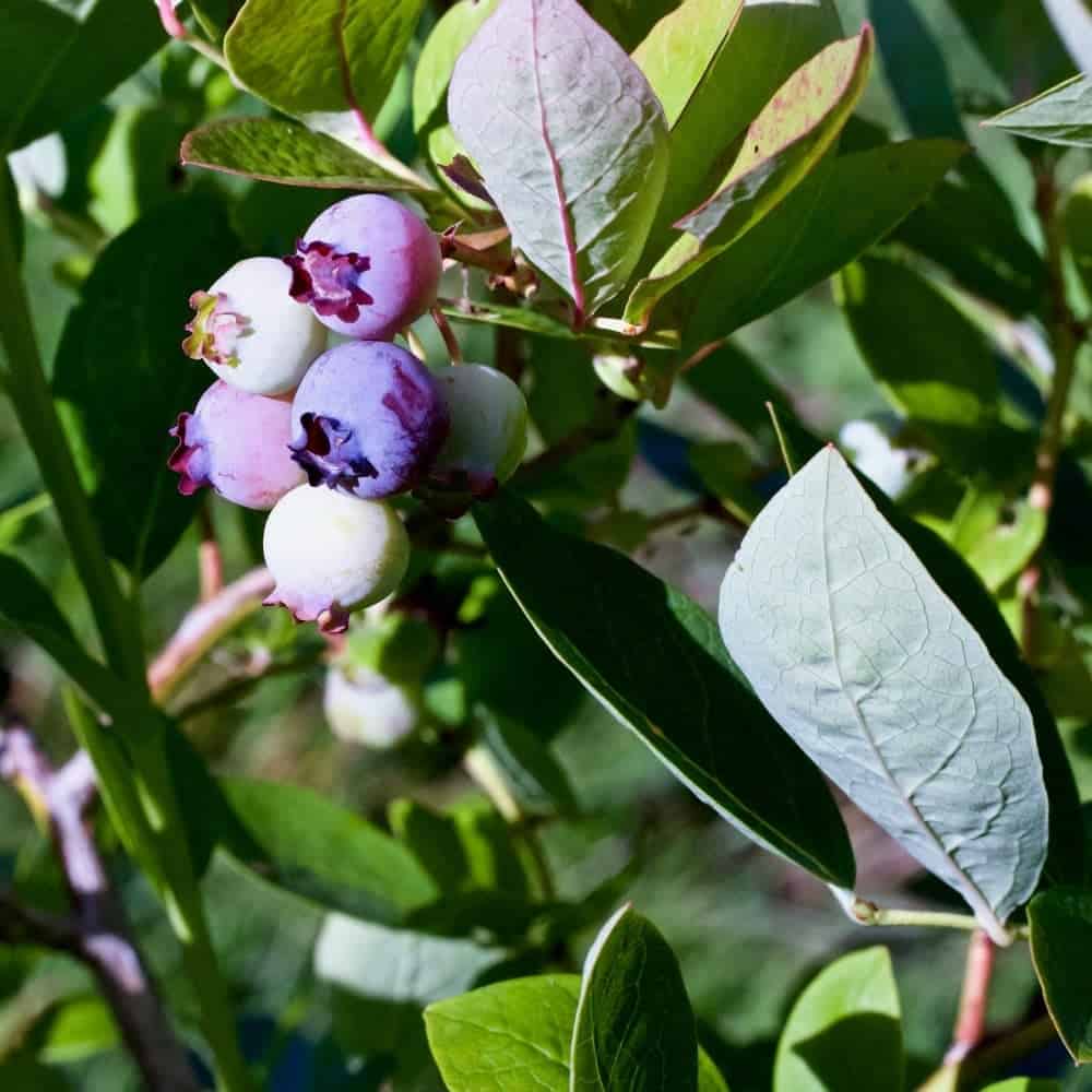Birds love Blueberries