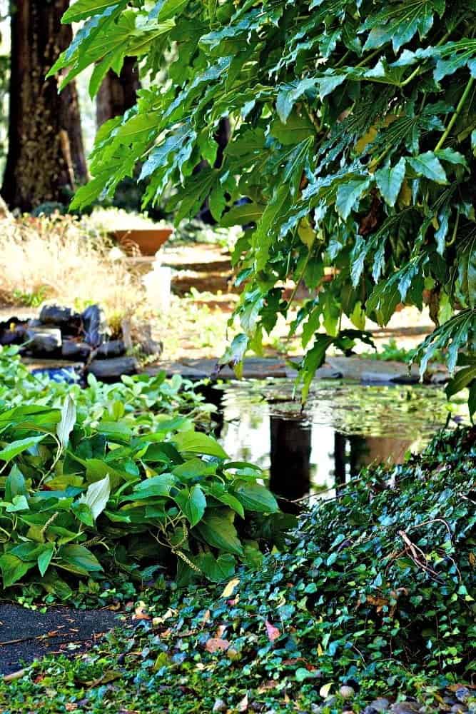 Our pond