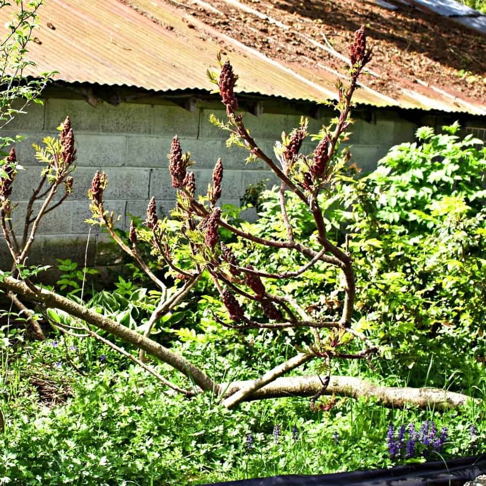 bird attracting foliage 