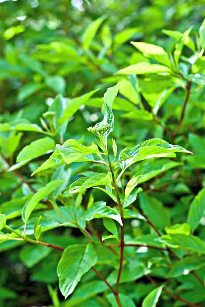 Red Twig Dogwood
