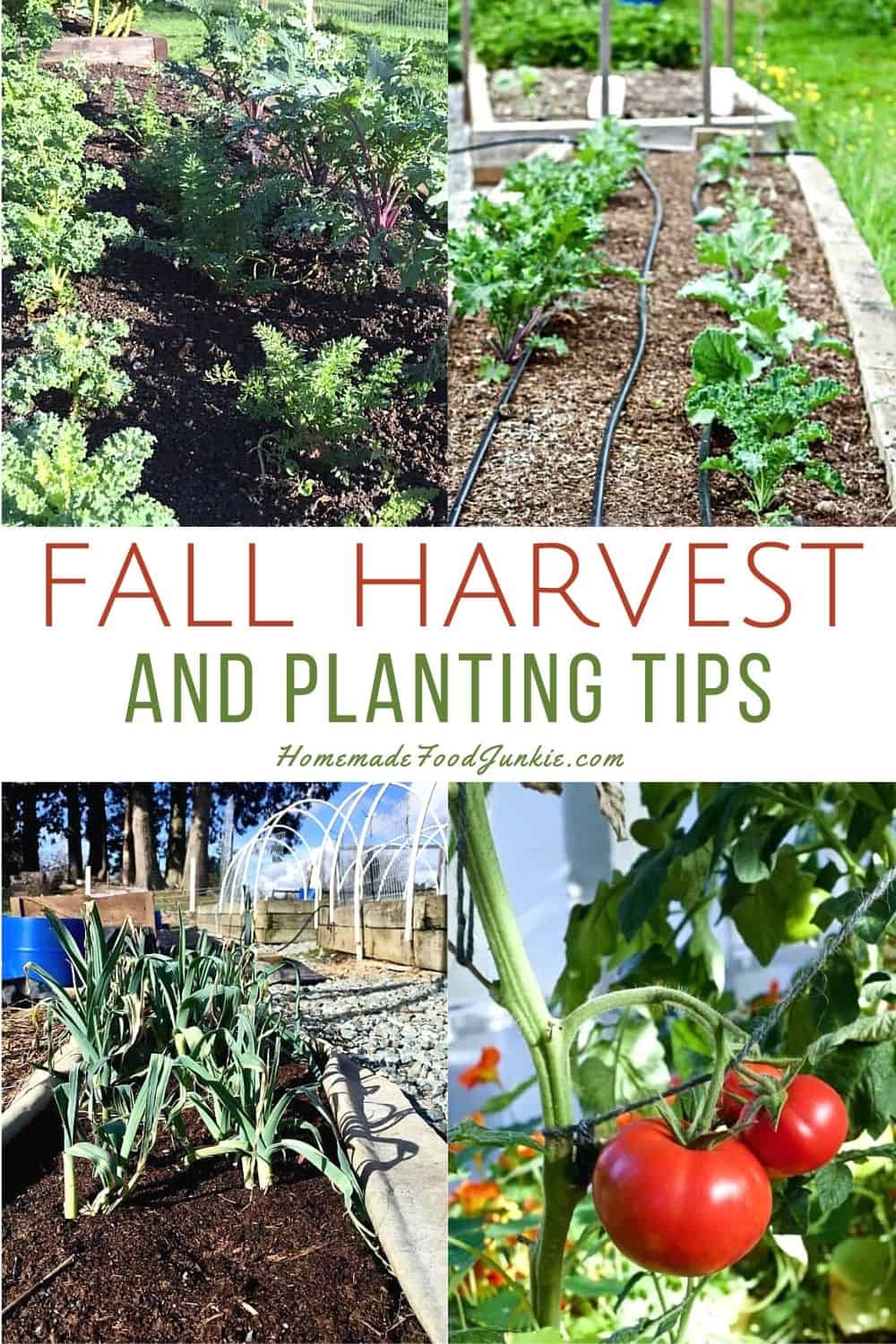 Fall harvest and planting tips-pin image